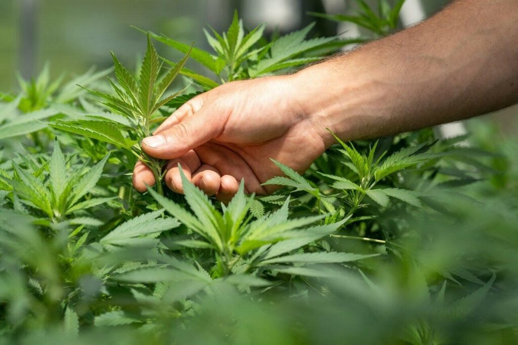 Fast Approval for Your Kentucky Medical Marijuana Card from Expert Medical Marijuana Doctors Lexington