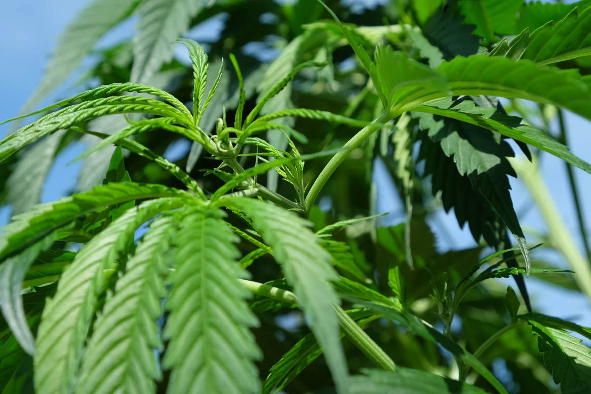 CBD OG Kush Assurance: Rigorous Laboratory Testing Ensures the Best Medicinal Marijuana