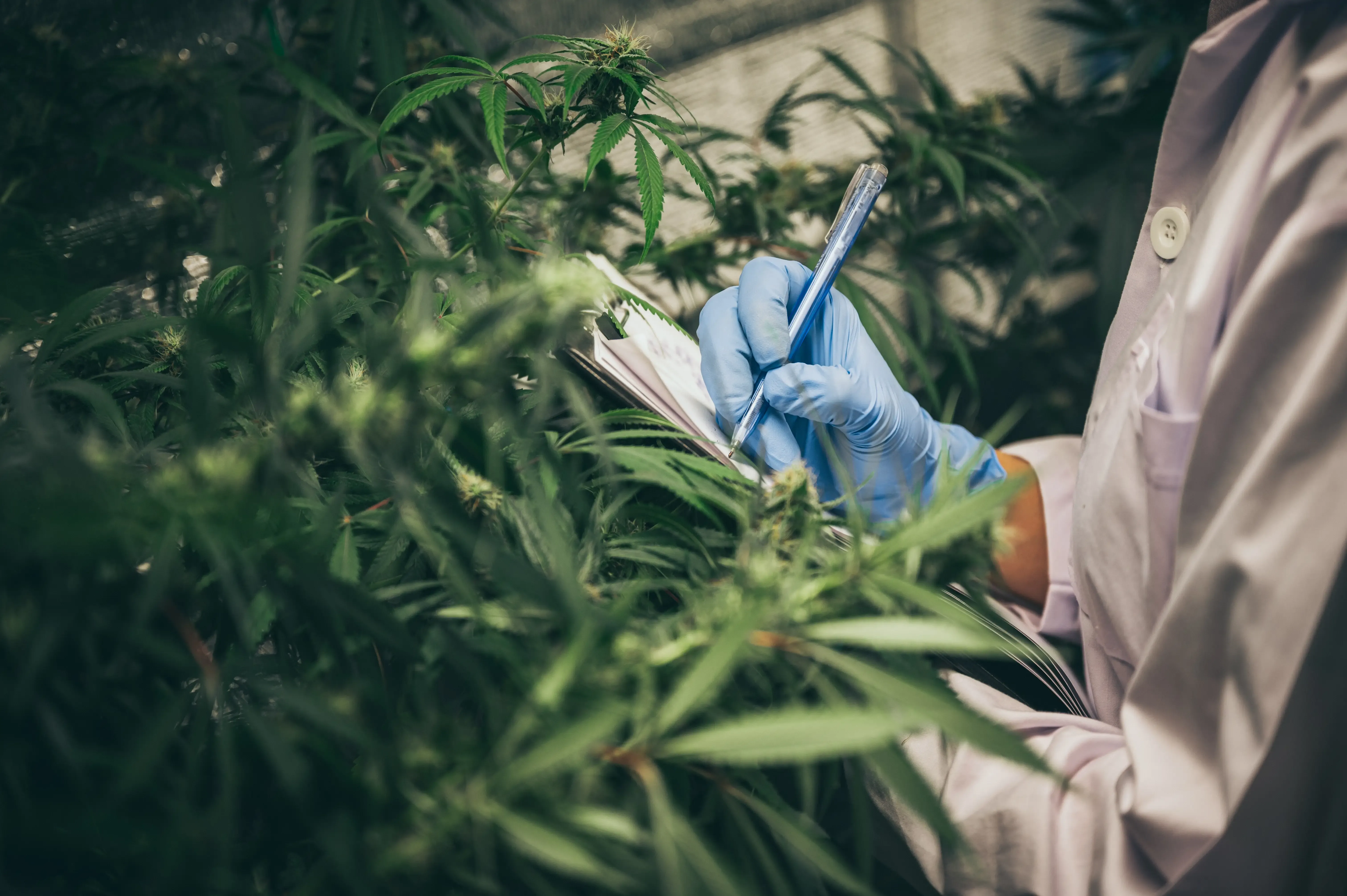 Where to Buy Cannabis Edibles Australia online with Fast & Discreet Delivery