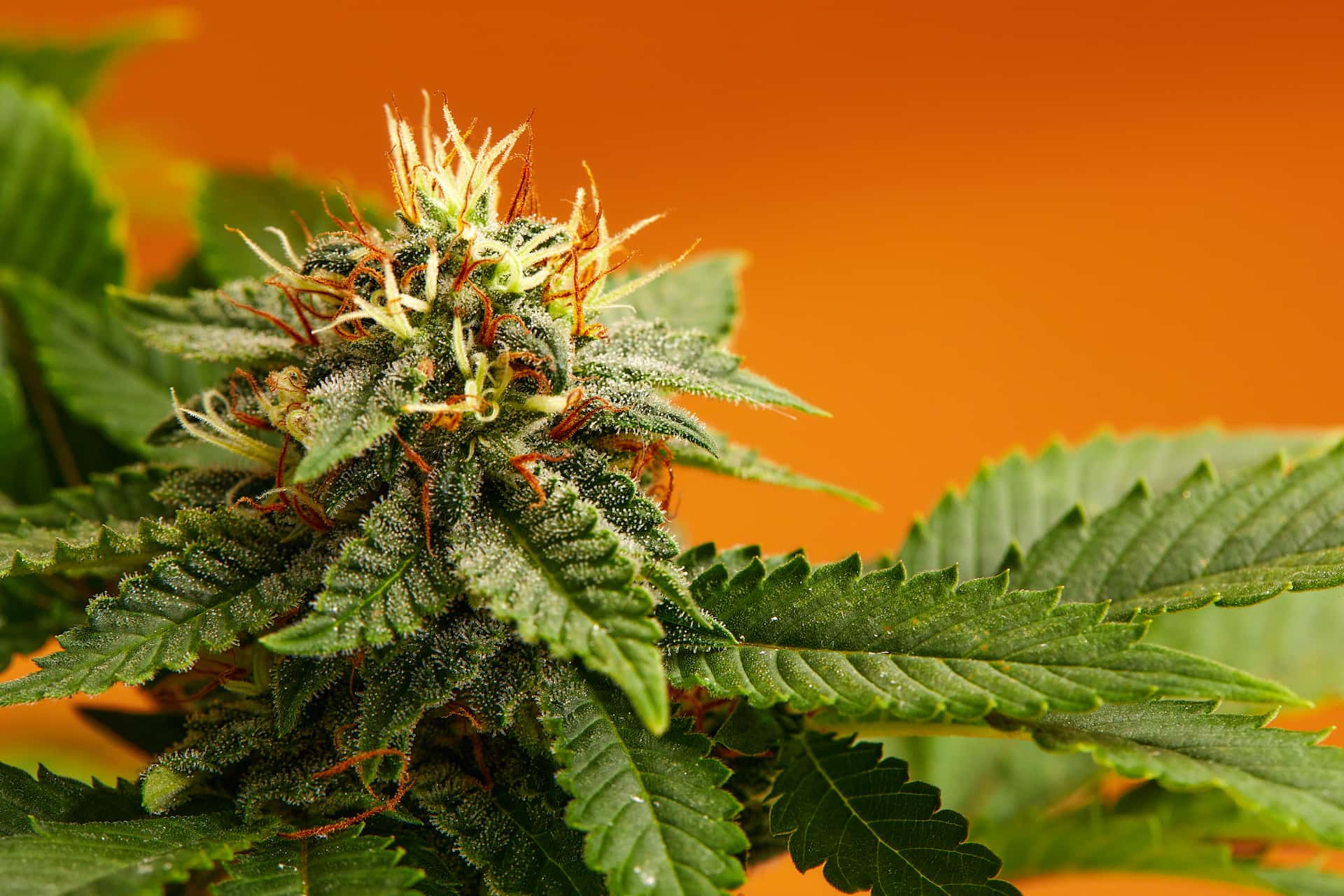 Cannabis Concentrates Aussie | Weed Man Dispensary Offers Top Extracts, Hash, Wax & Shatter Across Melbourne & Sydney