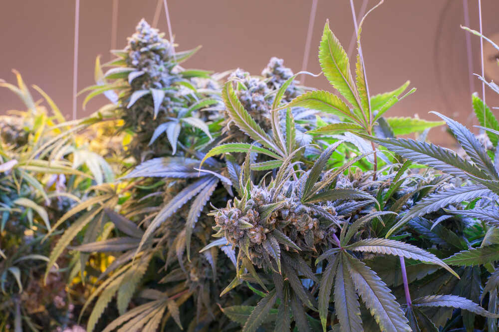 THCA Flower UK Explained: Benefits, Uses, and Safety Tips