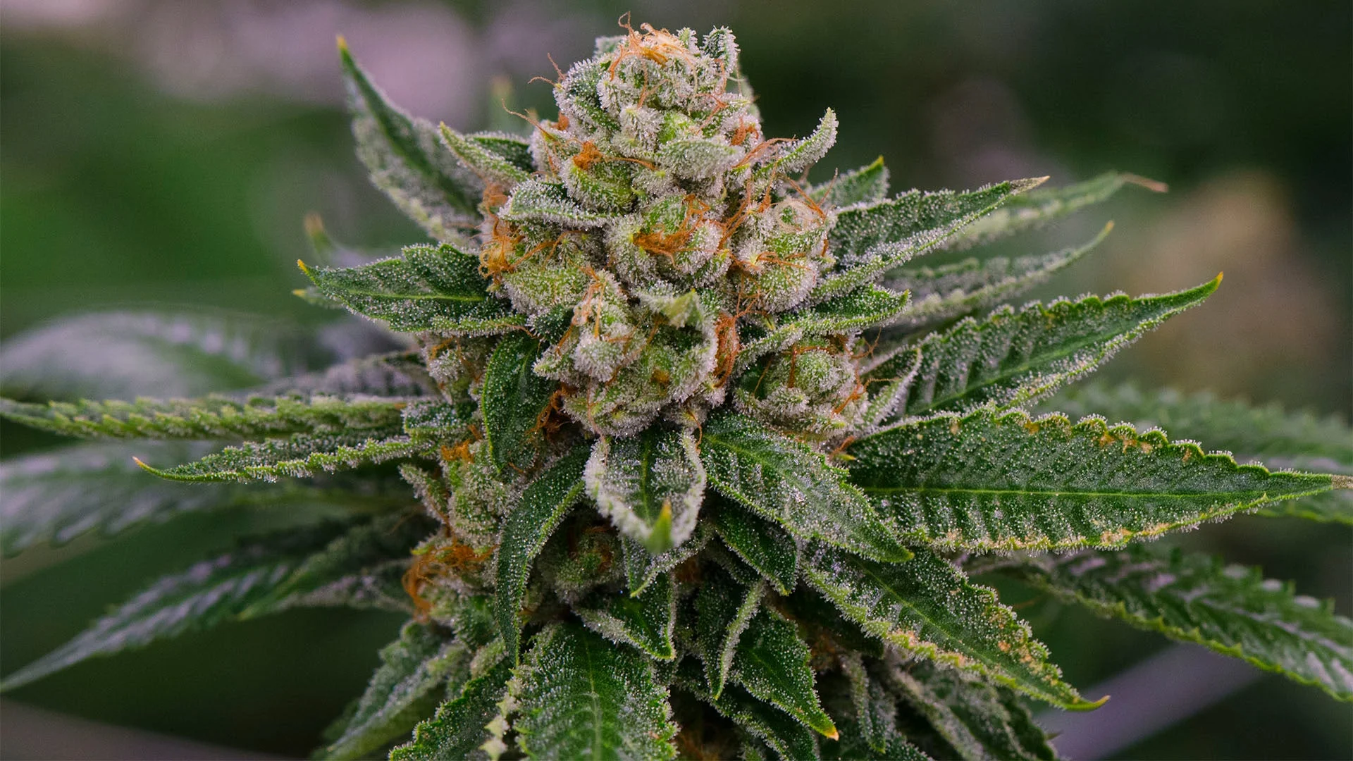 Find a Dispensary Near Me Open Now with Curated Indica, Sativa, and Hybrid Strains